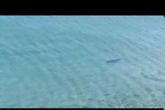 Καρχαρίες στα ρηχά: Κυκλοφορούν και στην Ελλάδα;