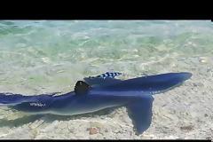 Καρχαρίες στα ρηχά: Κυκλοφορούν και στην Ελλάδα;