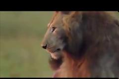 Μπολσονάρου: Ανέβασε βίντεο που μάχεται με «ύαινες» δηλαδή τον ΟΗΕ, τις ΜΚΟ, τα ΜΜΕ, πολιτικά κόμματα...