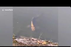 Ψάρι με ανθρώπινο πρόσωπο Viral στο Διαδίκτυο (video)