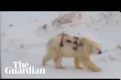 Ρωσία: Οργή και ανησυχία για το γκραφίτι στη ράχη πολικής αρκούδας