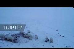 «Εισβολή» 56 πεινασμένων πολικών αρκούδων σε χωριό 500 κατοίκων