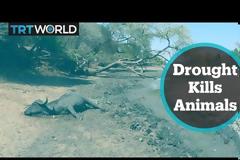 Ζιμπάμπουε - Κλιματική Αλλαγή: Οι καταρράκτες στέρεψαν και τα ζώα πεθαίνουν (video)