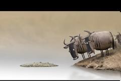 Wildebeest from Birdbox Studio (VIDEO)