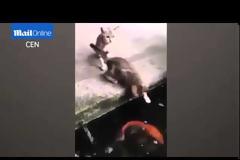 Απίστευτο βίντεο: Ψάρι πηδάει έξω από λίμνη, αρπάζει μια γάτα και τη σέρνει κάτω από το νερό