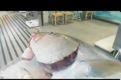 Αλιεύθηκε ψάρι «τέρας» 53,8 κιλών (βίντεο)