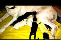 Χαλκ: Το λαχανί κουτάβι που έχει ξετρελάνει το Διαδίκτυο