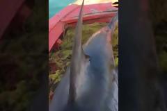 Καρχαριοειδές 4 μέτρων αλιεύτηκε στον Παγασητικό (βίντεο)