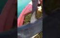 Καρχαριοειδές 4 μέτρων αλιεύτηκε στον Παγασητικό (βίντεο)