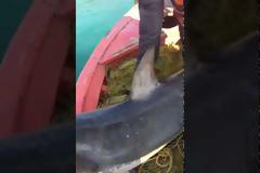 Καρχαριοειδές 4 μέτρων αλιεύτηκε στον Παγασητικό (βίντεο)