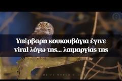 Χαριτωμένη κουκουβάγια έγινε viral λόγω της... λαιμαργίας της