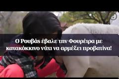 O Σάκης Ρουβάς έβαλε την Ελένη Φουρέιρα με κατακόκκινο νύχι να αρμέξει προβατίνα