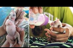 Βίντεο: Δείτε τον Κέβιν... το σκυλί κύκλωπα