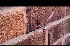 Μέλισσα αφαιρεί καρφί από τοίχο! (Video)