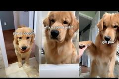 Έχετε αναρωτηθεί γιατί τα σκυλιά μας ακολουθούν στην τουαλέτα;