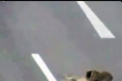 Βίντεο: Ατρόμητος σκύλος σώζει άλλο σκύλο από βέβαιο θάνατο