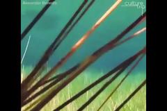 Αυτό το δάσος βρίσκεται κάτω από την επιφάνεια της θάλασσας. (VIDEO)