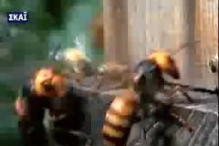 30 «Σφήκες της Κολάσεως» κατασπαράζουν 30.000 μέλισσες! (video)