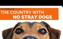 Η Ολλανδία έγινε η πρώτη χώρα χωρίς ούτε έναν αδέσποτο σκύλο στους δρόμους
