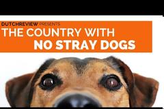 Η Ολλανδία έγινε η πρώτη χώρα χωρίς ούτε έναν αδέσποτο σκύλο στους δρόμους