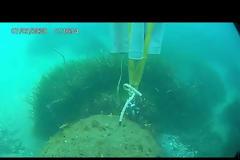 «Βατράχια» εξουδετέρωσαν νάρκη στην Σκόπελο (video)