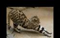 Ο τίτλος του φονικότερου αιλουροειδούς στον κόσμο ανήκει σε μία γάτα μήκους 40 εκατοστών (vids)