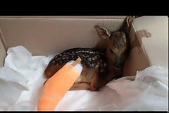 Ο “Θωμάς” αναρρώνει στο κτηνιατρείο του “Αρκτούρου” (video)