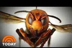 Ανησυχία για τις πρώτες φονικές γιγαντιαίες ασιατικές σφήκες, στις ΗΠΑ (video)
