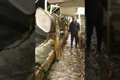 Εντυπωσιακό βίντεο: Ψάρεψαν 50 τόνους καλαμάρια σε δύο ώρες