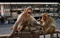 Απίθανο: Πίθηκοι έκλεψαν δείγματα αίματος ασθενών με κορωνοϊό στην Ινδία! (+vid)