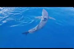Καρχαρίας επιτίθεται σε χελώνα - Φωτος βίντεο