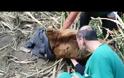 Κοζάνη: Έσωσαν αρκούδα που πιάστηκε σε παγίδα για αγριογούρουνα ΒΙΝΤΕΟ