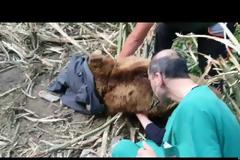 Κοζάνη: Έσωσαν αρκούδα που πιάστηκε σε αυτοσχέδια παγίδα για αγριογούρουνα (Video)