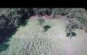 Οι απίστευτες εικόνες από drone με την φυτεία των...14.000 δενδρυλλίων(!) κάνναβης στα ορεινά των Γρεβενών (+vid)