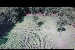 Οι απίστευτες εικόνες από drone με την φυτεία των...14.000 δενδρυλλίων(!) κάνναβης στα ορεινά των Γρεβενών (+vid)