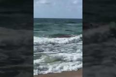 Συγκλονιστικό βίντεο: Καρχαρίας αρπάζει και σκοτώνει δελφίνι (vid)