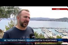 ΒΙΝΤΕΟ..Λεοντόψαρο: Το δηλητηριώδες ψάρι στα ελληνικά νερά