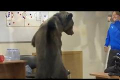 Αρκούδα εισέβαλε στα αποδυτήρια ποδοσφαιρικής ομάδας