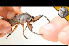 Στη Χαλκιδική εμφανίστηκε το σπάνιο και μεγαλύτερο υδρόβιο έντομο λιθόκερος, με το δηλητηριώδες δάγκωμα (pics & vid)