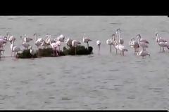 Ζευγάρι εξαιρετικά σπάνιων μαύρων φλαμίνγκο φωτογραφήθηκε στη Βιστωνίδα (pic & vid)