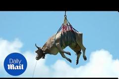 Βίντεο: Αγελάδα «πετά» πάνω από τις κοιλάδες της Ελβετίας