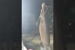 Άγιο Όρος: Αλίευσαν καρχαρία 6 μέτρων – Δείτε βίντεο