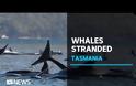 Μάχη για τη διάσωση δεκάδων φαλαινών που έχουν εξωκείλει στην Τασμανία - Απίστευτες εικόνες