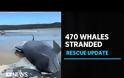 Τασμανία: 380 από τις 470 φάλαινες που εξώκειλαν είναι νεκρές!  ΒΙΝΤΕΟ