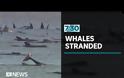 Τασμανία: 380 από τις 470 φάλαινες που εξώκειλαν είναι νεκρές!  ΒΙΝΤΕΟ