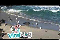 Φώκια «παλεύει» με γλάρους για να σώσει το νεογέννητο μικρό της (vid)