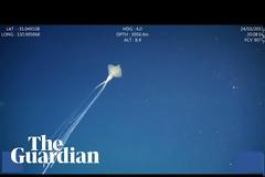 Καταγράφηκε για πρώτη φορά το σπάνιο καλαμάρι ''Bigfin'': Τα πλοκάμια του φτάνουν τα 8 μέτρα! (vid)