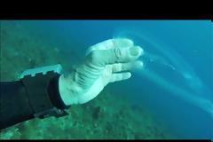 Δύτης έπιασε κάτι σαν ψάρι που μοιάζει με μέδουσα ή... φάντασμα! (vid)