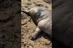 Κρήτη: Απόκοσμο πλάσμα ξέβρασε ο ποταμός στις Γούρνες (pics & vid)