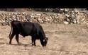 Εικόνες ντροπής με «παστουρωμένο» ταύρο σε κτήμα της Μυκόνου